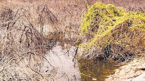 Private landowners shall remove the species within 30 days from date of the order.