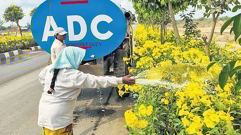 The Amaravati Development Corporation (ADC) has announced that the iconic Tecoma Gaudi Chaudi trees, with their vibrant yellow blossoms, are now in full bloom along the N-9 road leading from Seed Access Junction to the State Secretariat. 