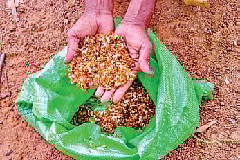 Red weaver ants, known locally as ‘Kai’ 