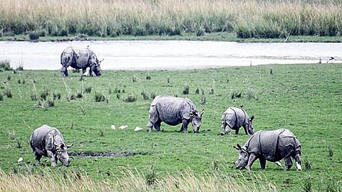 Pobitora Wildlife Sanctuary image used for representative purpose.