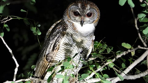 Mottled Wood Owl spotted in Kalakkad Forest Division