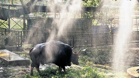 A gaur cools off under a makeshift shower at Thiruvananthapuram zoo. 