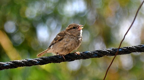 HYDERABAD - World sparrow day is observed on 20th March -  A juvenile House Sparrow perches on a rope, chirping softly-highlighting the presence of