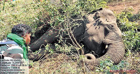 The dead elephant was one of three in a herd that arrived at the farmland in search of food and water.