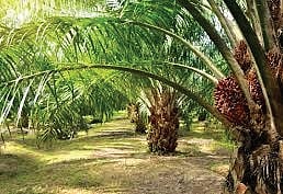 Chief Minister Revanth Reddy inaugurated a Rs 300 crore oil palm factory and laid the foundation stone for a new refinery. 