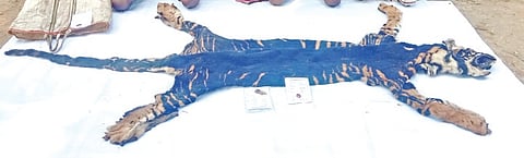 (File photo) Melanistic tiger hide recovered from STR fringe area in January last year.