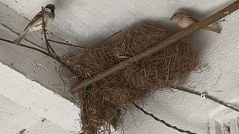 The initiative has steadily grown, with hundreds of sparrows now frequenting the house.