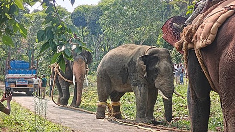 The captured elephant being shifted onto a truck with the help of tamed elephants. 