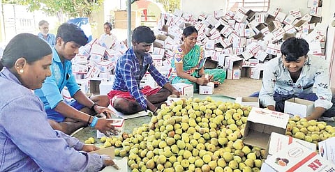Farmers in Kurugodu and Siruguppa taluks are among the worst affected.