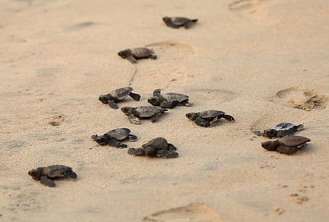 Olive Ridley Turtles image used for representation
