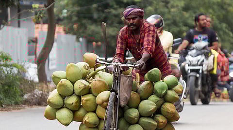 A vendor exhibits sheer strength as he a pushes a bicycle piled up with tender coconuts, at Gottigere.