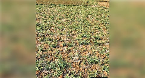 Crop affected by the yellow mosaic virus.