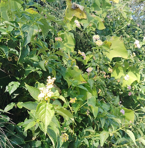 The battle against Lantana camara is no longer just about conservation; it is now a fight to preserve the ecological integrity and socioeconomic future of the mountain state.