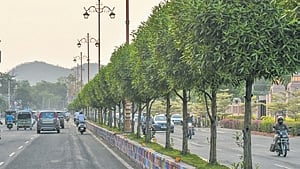 The officials also engaged in financial fraud by billing for expensive indigenous species while actually planting cheaper prohibited Conocarpus trees, causing financial loss to GBA, he alleged. 