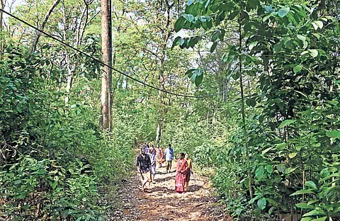 Residents of Mulamkunnu tribal settlement walking back home through the dense forest of Kombukuthi in Koruthodu panchayat, Kanjirappally | Vishnu Prathap