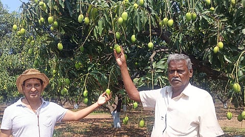 Raw variety mango crop is ready to export, but there are no orders till now