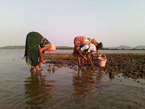Aghanashini estuary is important not just for its ecological value but also for its economic value.  A unique variety of rice, Kagga, is grown here by farmers and fishermen. 