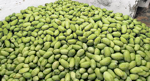 The reduced output, coupled with strong demand in domestic and export markets, has led to a sharp spike in prices.