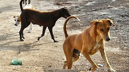 The New Indian Express - Other - News Image