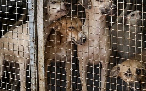 CM Rekha Gupta stated that with DMs leading these committees, cases of animal cruelty can be addressed more swiftly, with improved monitoring and coordination at the ground level.