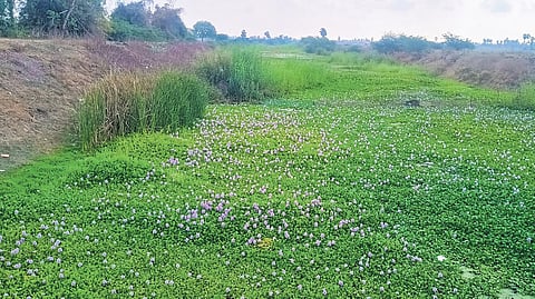 Irrigation drain in Pedana covered with aquatic weeds and water Hyacinth.