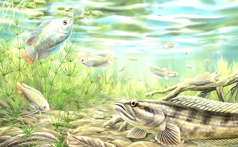 The discovery of the gourami is particularly significant