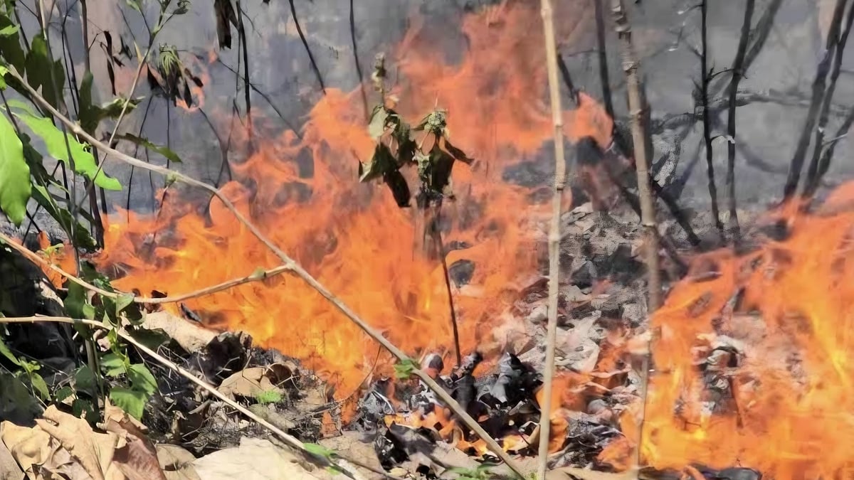 Forest fire near Corbett Tiger Reserve in Uttarakhand sparks alarm; probe ordered