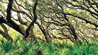 The figures come amid ongoing monitoring of forest conservation and efforts to remove encroachments in Delhi.