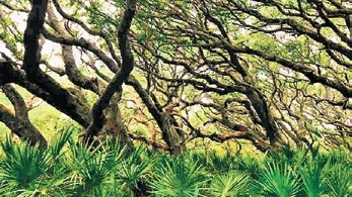 The New Indian Express - Business - News Image