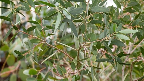 Eucalyptus leaves.
