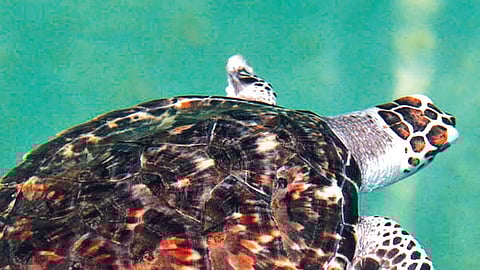 Representational image of the  hawksbill turtle species