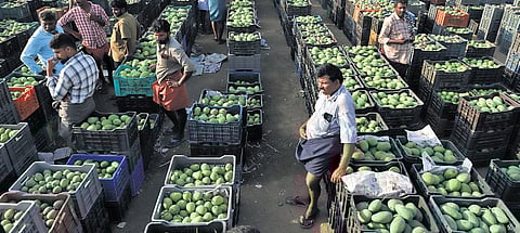 Buyers and sellers engaged in a mango auction at Ukkadam Fruit market in Coimbatore on Tuesday.