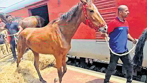 A ‘Trooper A’ horse with its handler