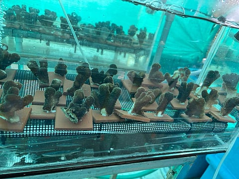 Reviving Kerala’s corals
