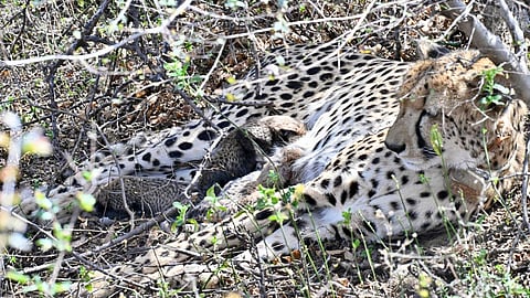 A 25-month-old female cheetah gives birth to four cubs at Madhya Pradesh’s Kuno National Park.