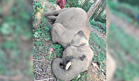 The carcass was found on Saturday.