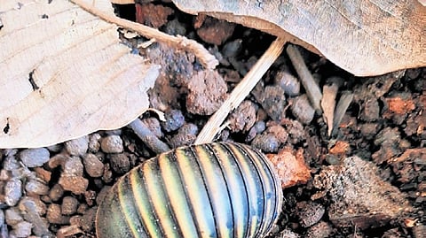 A green pill millipede (Arthrosphaera lutescens)