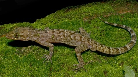 The species, found in the Kachugaon region of Kokrajhar district, has been named “Cyrtodactylus raimonaensis” after the Raimona National Park.