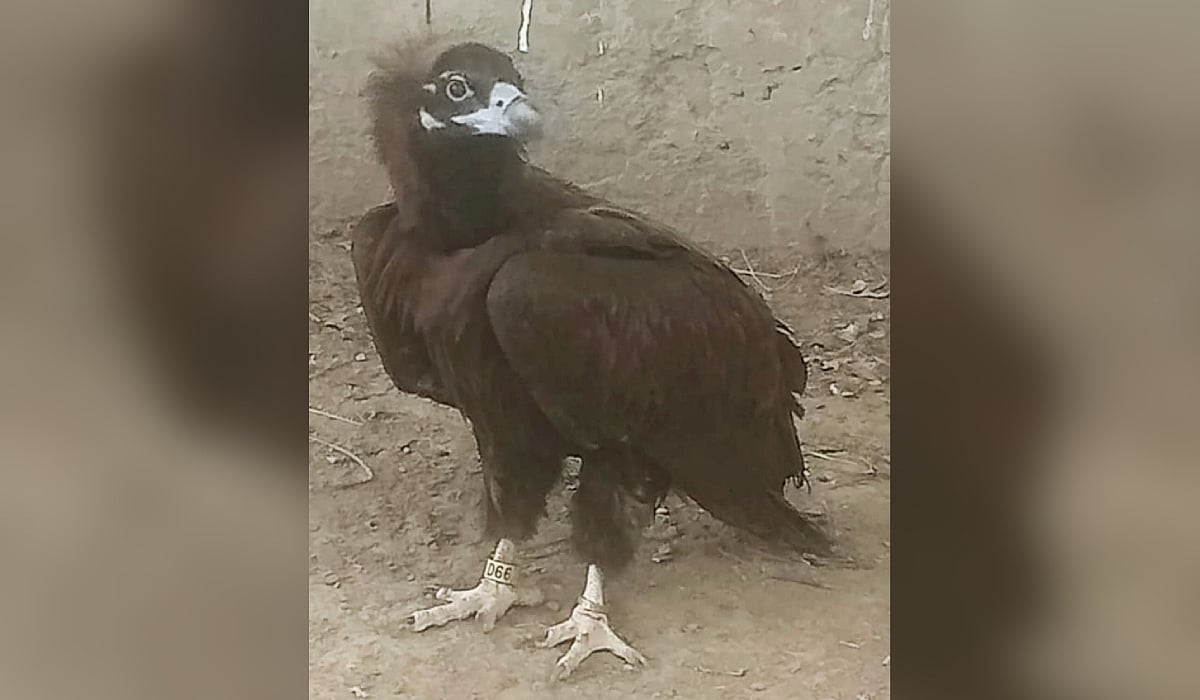 India-Pakistan wildlife conservationists collaborate to save cinereous vulture injured in hailstorm