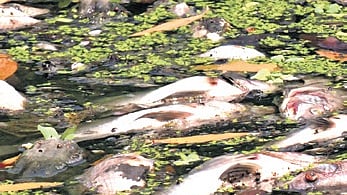 Locals said fish of various sizes were seen floating in the water, resulting in a strong foul smell in the region early in the morning.