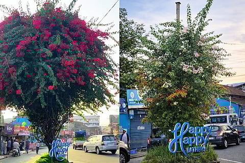 The old bougainvillea plant in Sultan Bathery town (L) A new multicoloured bougainvillea plant in Sultan Bathery town (R) 