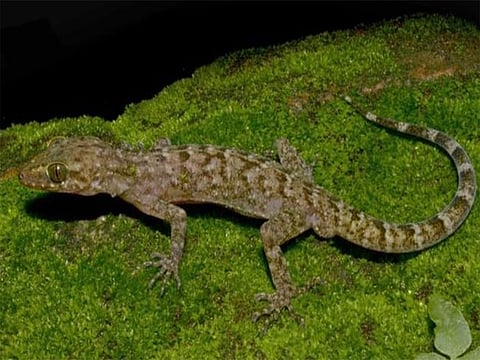 New bent-toed gecko species discovered in Assam