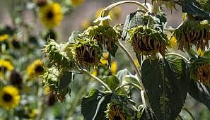 Why most indoor plants die