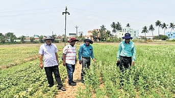 A team from OSSC & ICRISAT inspecting pulses on trial plots in Pipli, Puri.