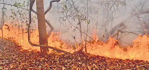 Flames ravage a section of the Eturnagaram Wildlife Sanctuary in Mulugu on Tuesday.