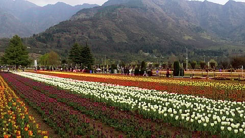 Tulip garden in Srinagar.
