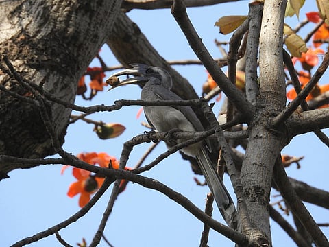 Grey hornbill building a nest in Lodhi gardens