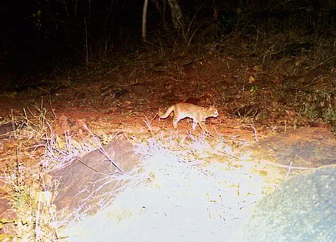 MP’s largest tiger reserve also home to world’s smallest wild cat