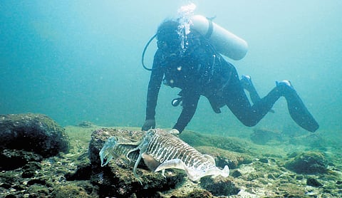 Divya began scientific diving at the age of 32, while raising her daughter, who was only two years when she took the first plunge.
