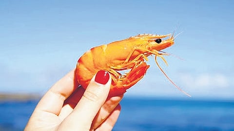 Seafood exports hit record Rs 72,325 crore; volume rises despite dip in US numbers